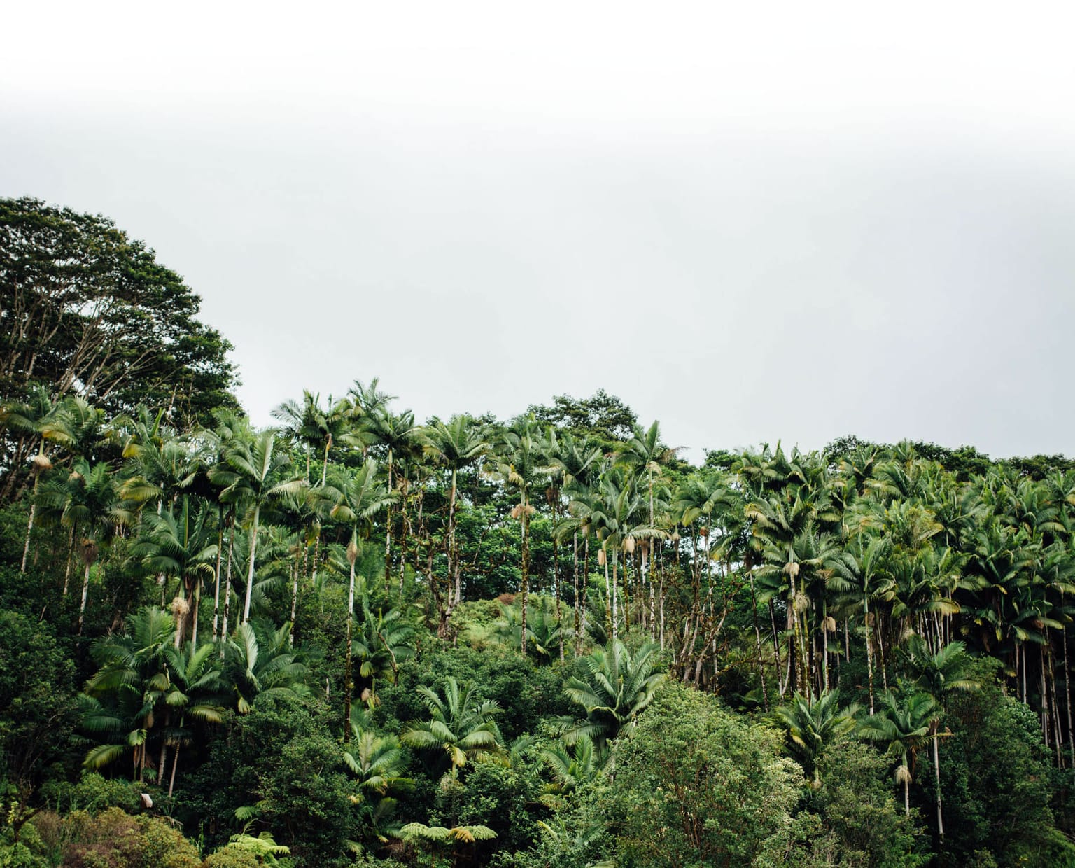 hawaii tree removal